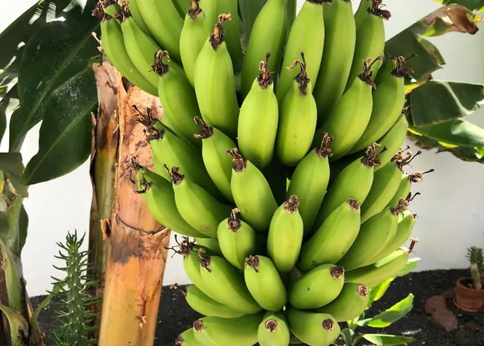 Willa Danko Playa Blanca (Lanzarote)